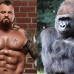 Prime Eddie Hall vs. Silverback Gorilla The Viral Showdown No One Asked For (But Everyone’s Talking About)