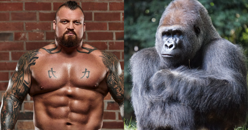 Prime Eddie Hall vs. Silverback Gorilla The Viral Showdown No One Asked For (But Everyone’s Talking About)