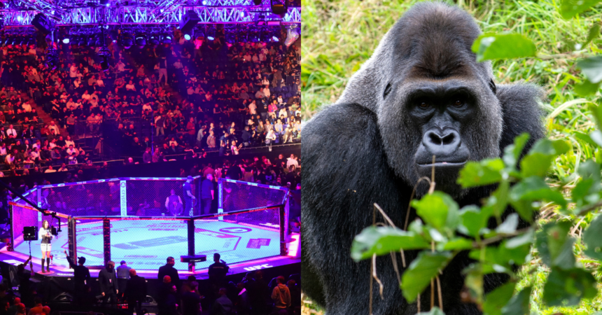 UFC Legend Breaks Down the Viral ‘100 Men vs. 1 Gorilla’ Debate "Speaks to how little people know."
