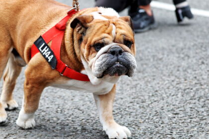 Lewis Hamilton confirms heartbreaking death of pet bulldog Roscoe