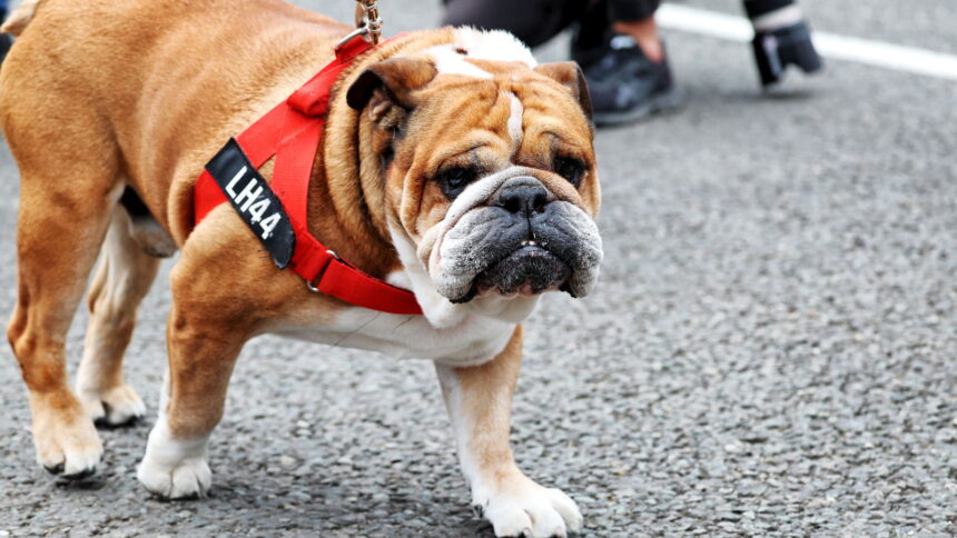 Lewis Hamilton confirms heartbreaking death of pet bulldog Roscoe