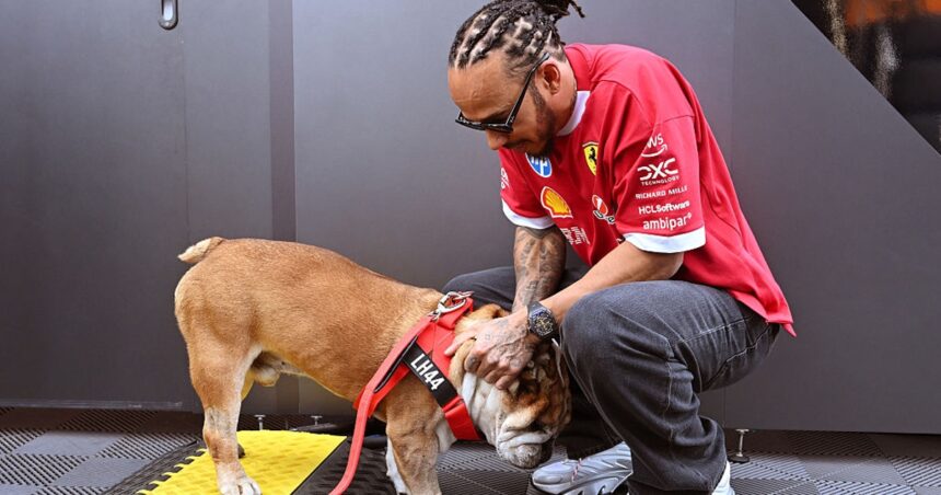 Hamilton moved by ‘overwhelming’ support after death of dog Roscoe